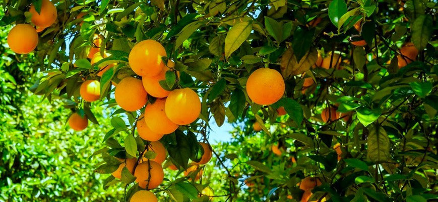 La historia de la Naranja Valenciana se remonta a varios siglos atrás en la región de Valencia, España.
