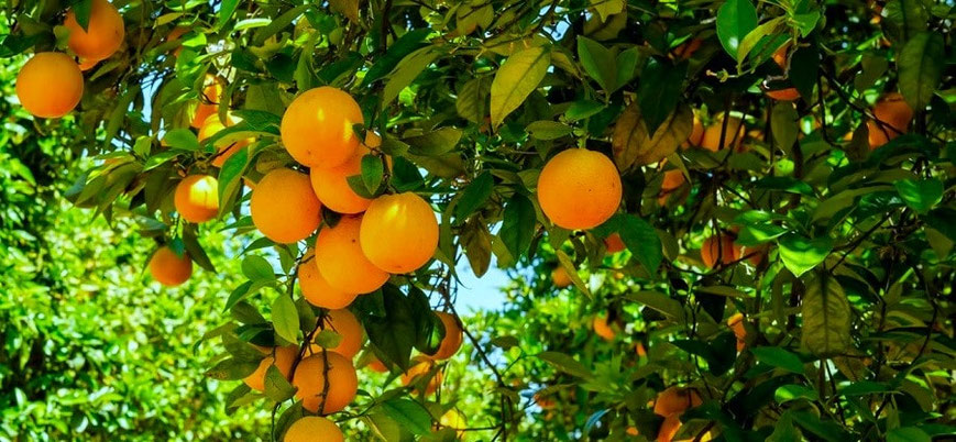La naranja fue introducida originalmente por los árabes en el siglo X, evolucionó de un uso ornamental a un cultivo intensivo tras la crisis de la seda y la uva, convirtiéndose en el motor agrícola de la región gracias al clima mediterráneo.