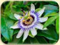 Passiflora