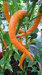 Turuncu Spiral: Orange,spiralförmige Früchte. Foto Bio Gärtnerei  Kirnstötter