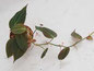 Philodendron in Wien kaufen