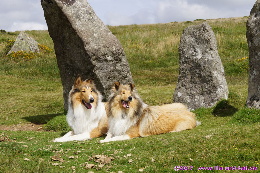 Rough Collies Langhaarcollies Lila und Bali