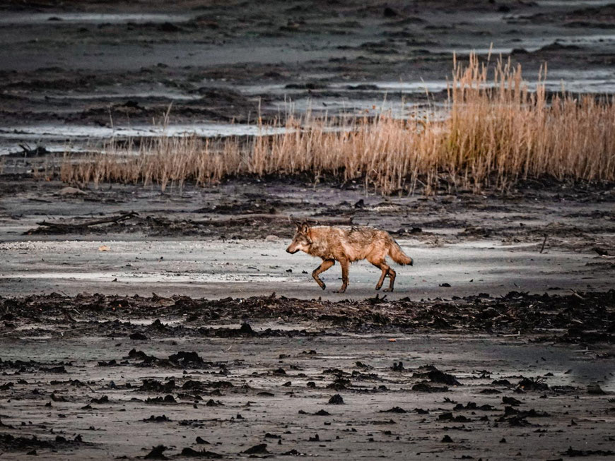 Profilansicht eines wilden Wolfs, der im Trab eine offene, karge Sand- und Moorfläche in der Lausitz durchquert, mit trockenem Schilfgras im Hintergrund