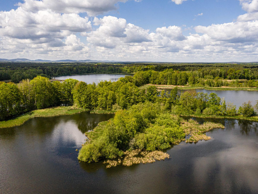Luftaufnahme einer grünen Seenlandschaft in der Lausitz mit dichten Wäldern und Schilfgürteln unter blauem Wolkenhimmel.
