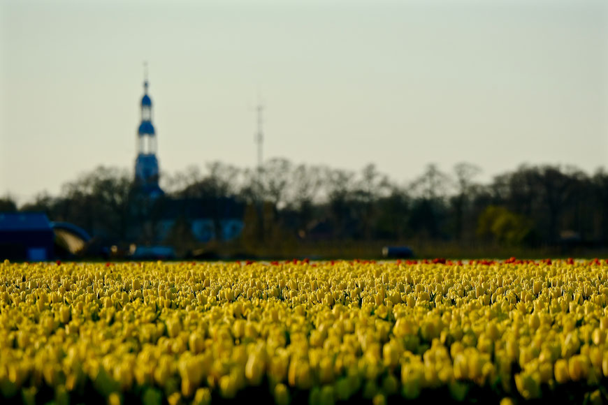 Tulpenvelden in Groningen 2023