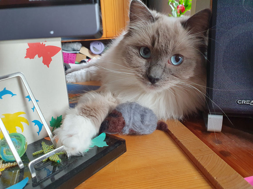 Kajika Rags' Buster, * 5.6.2021, blue mitted, lebt mit Una und ganz frisch mit Owen bei unseren Freunden in Radolfzell