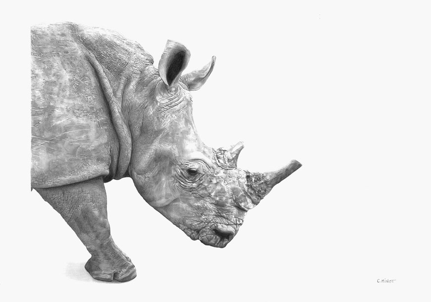 Collection Afrique Terre Rouge rhinoceros Réserve Bandia Sénégal dessin crayon noir et blanc réaliste artiste Atelier Capucine Minot
