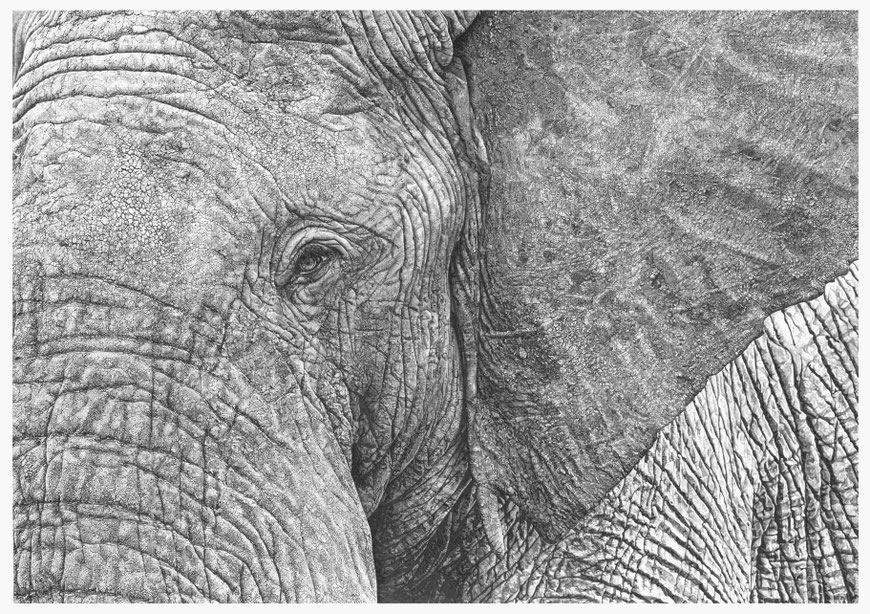 Atelier Capucine Minot - Sous tes yeux - Elephant dessin au crayon graphite encre noir oeuvre originale réaliste