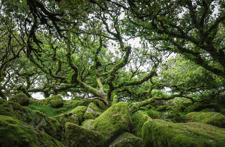 Wistman's Wood in Dartmoor, Devon, England, GB, Landschaftsfotografie, Landschaft