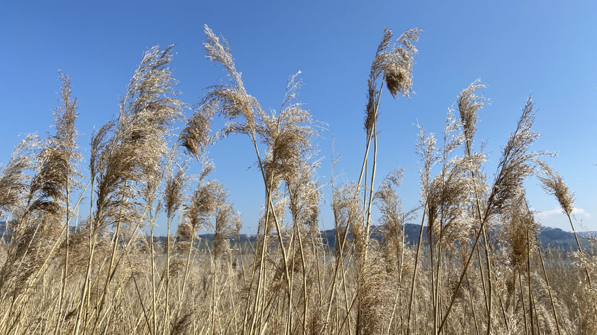 starker Wind, Luft, Lüften der Wohnräume, Tipps zum Lüften, Energiefluss, Feng Shui, Lichtblick, Klarheit, Lebensenergie Qi