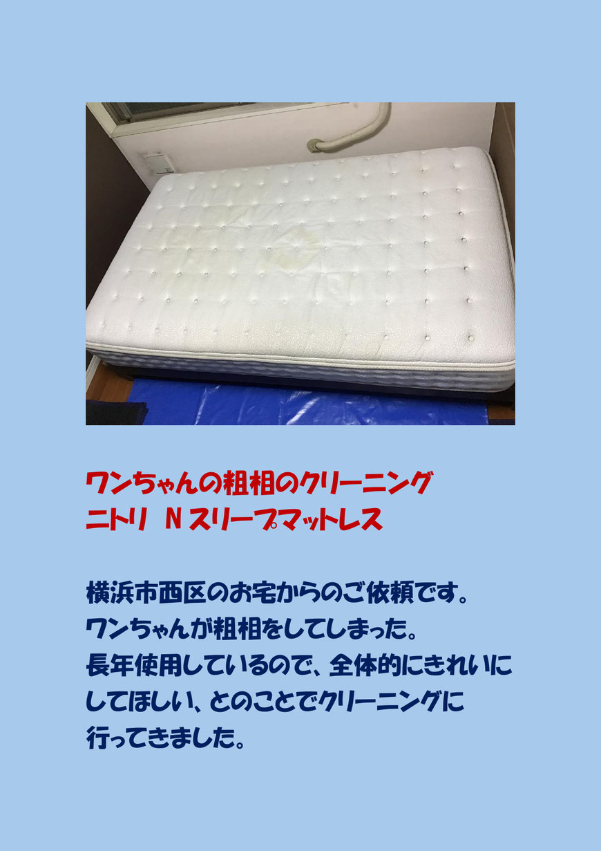 ニトリのNスリープ、犬の粗相のマットレスクリーニングに横浜市西区に行ってきました。