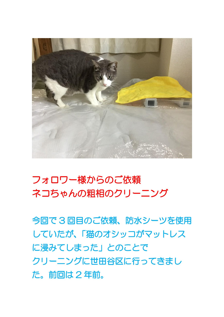「マットレスに猫がオシッコをしてしまった」3回目のご依頼で世田谷区にクリーニングに行ってきました。