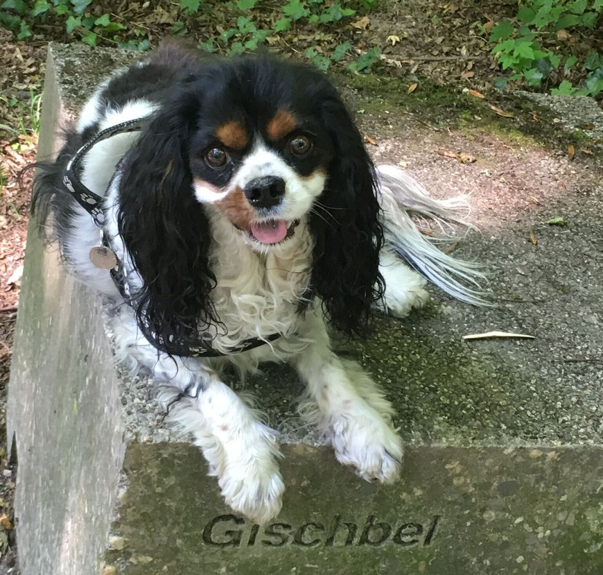 Gischbel*