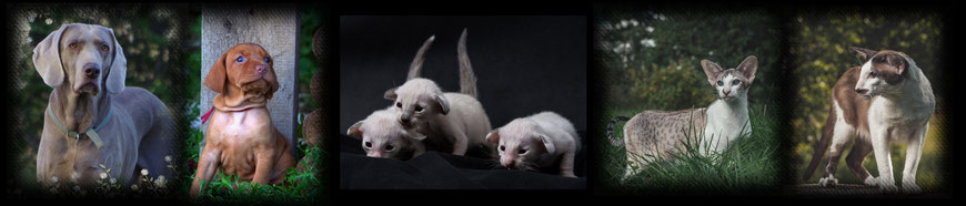 kennel Saldozo, cattery Syselleori -oriental, siamese
