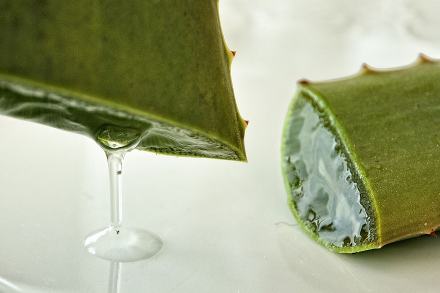 Aloe Vera