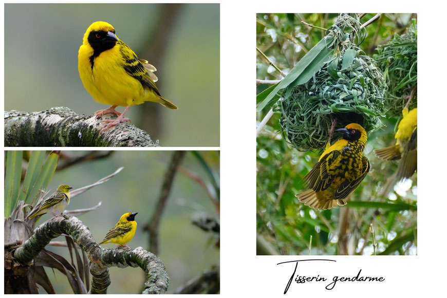 Tisserin Gendarme, oiseau de La Réunion