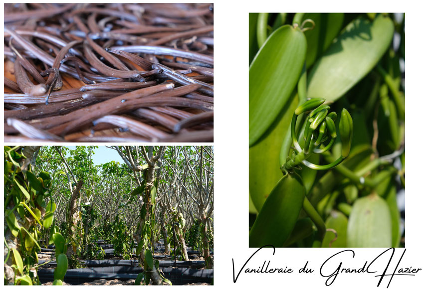 Vanilleraie du Grand Hazier à Sainte-Suzanne, La Réunion