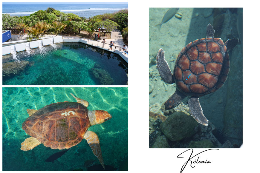 Kélonia, centre d'observation et de soin des tortues marines à Saint-Leu, La Réunion