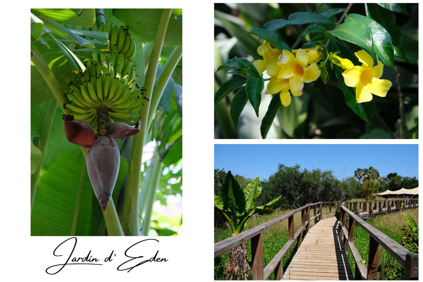 Jardin d'Eden à Saint-Gilles, La Réunion
