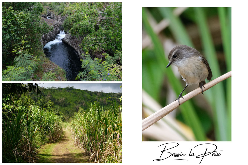 Bassin la Paix, La Réunion