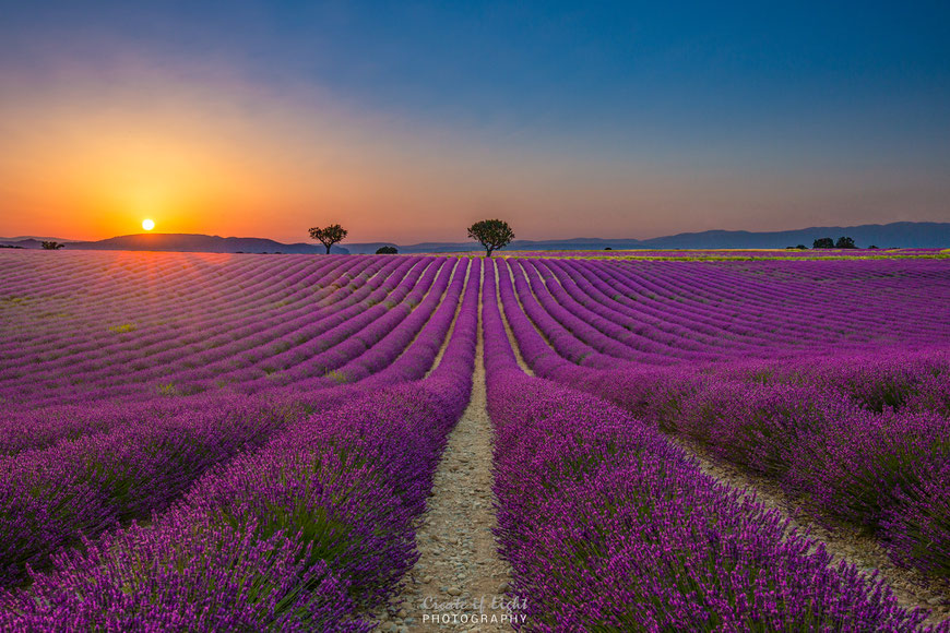 Sonnenuntergang in den Lavendelfeldern von Valensole