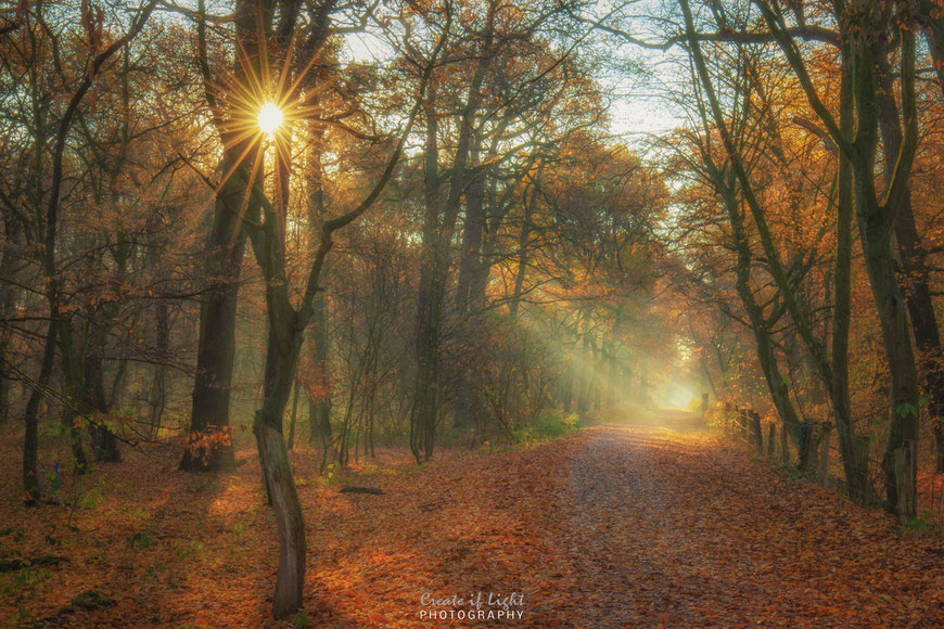 Sonnenstrahlen im Duisburger Märchenwald