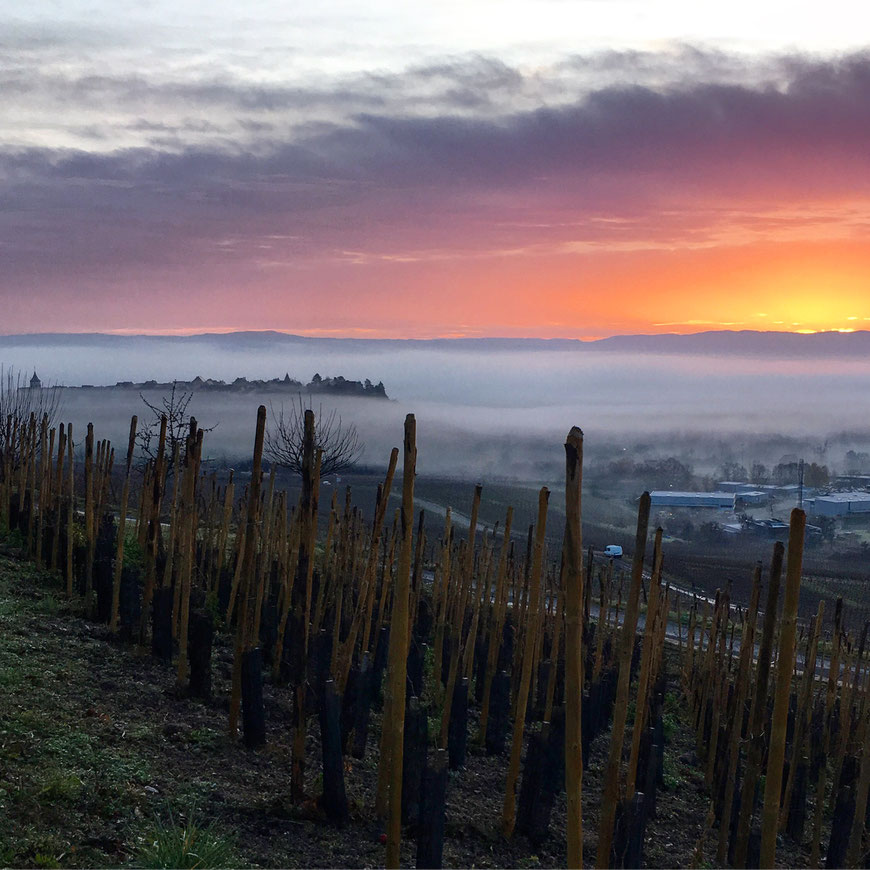 Le réveil du terroir - le Schoenenbourg en haute densité - Parcelle du Domaine Trapet Alsace - photographie : www.cheminsbioenalsace.fr