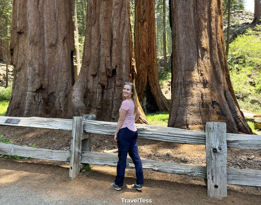 Sequoia boom bekijken