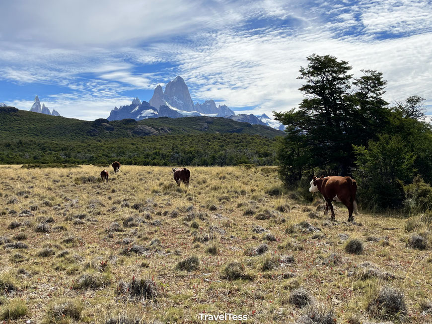 Koeien in Patagonie