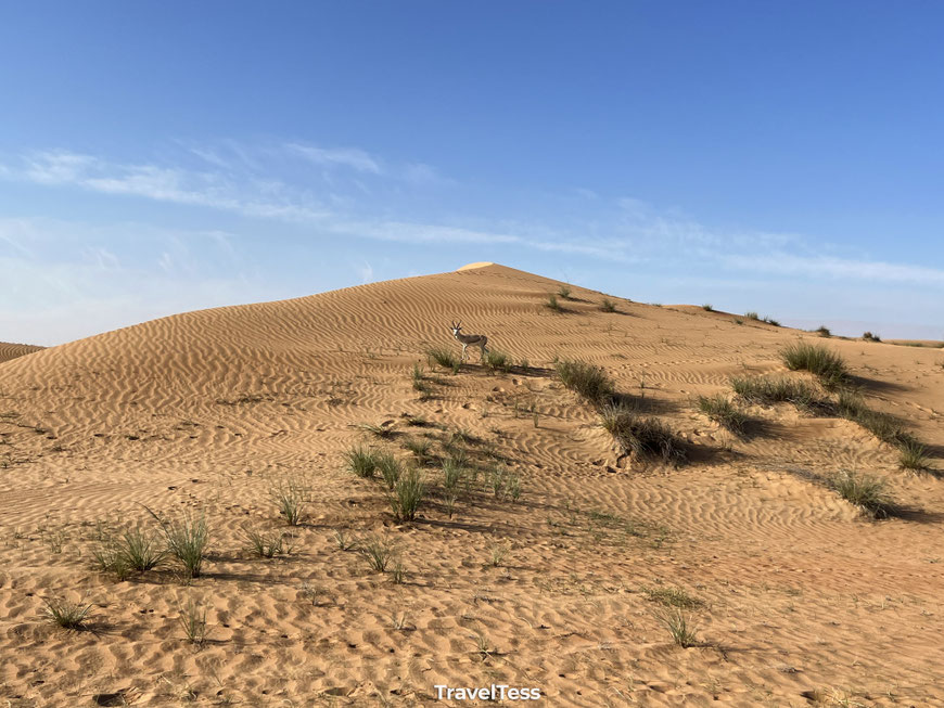 Gazelle gespot in woestijn Dubai