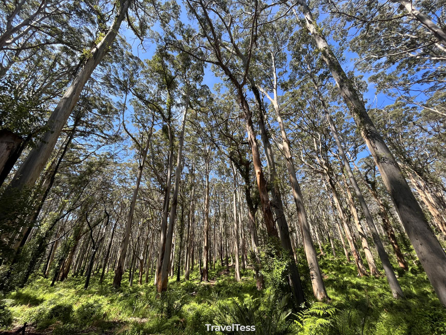 Boranup Forest