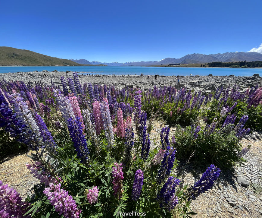 Lupinevelden Tekapo