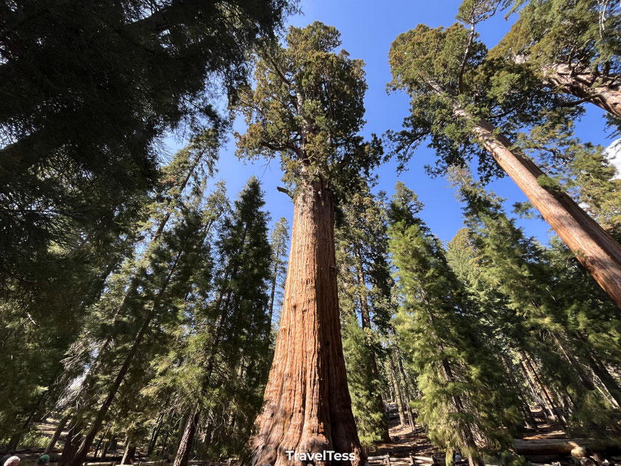 Sequoiaboom West-Amerika