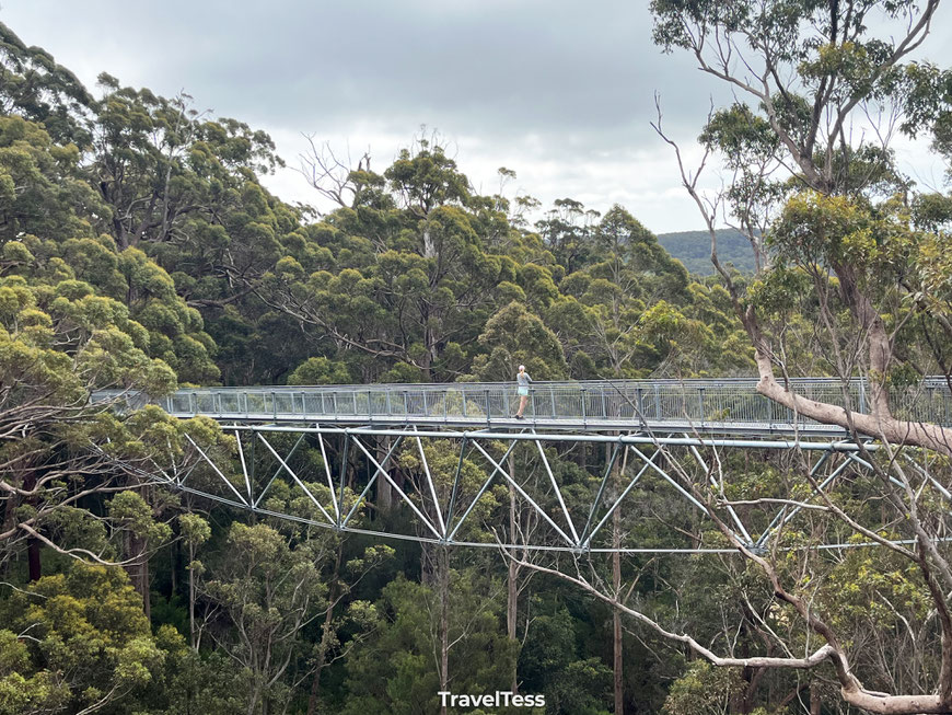 Valley of the Giants Tree Top Walk