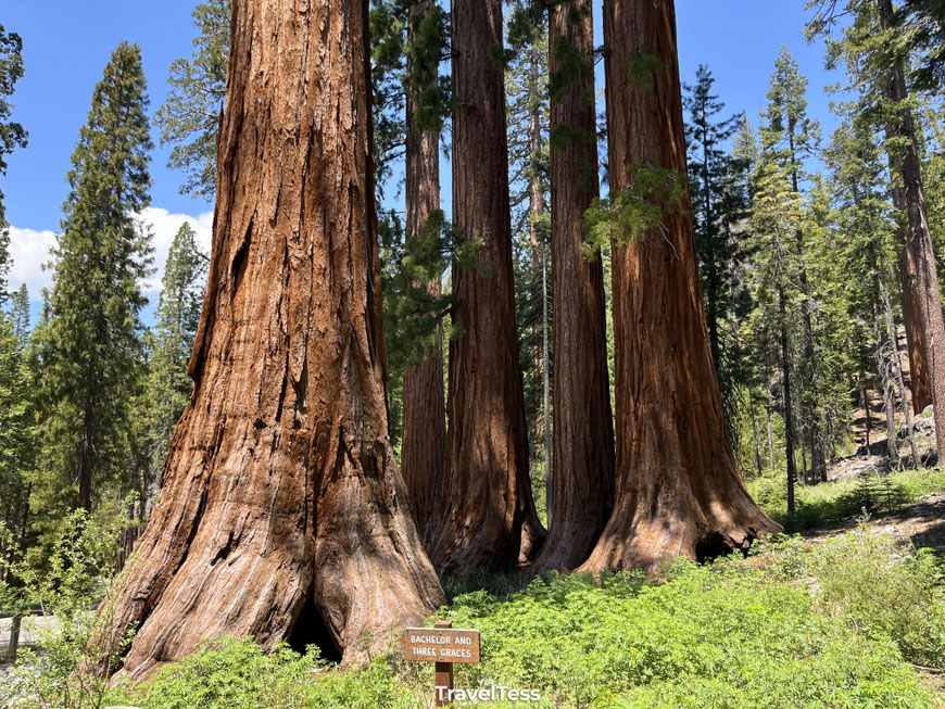 Sequoiabomen in Mariposa Grove