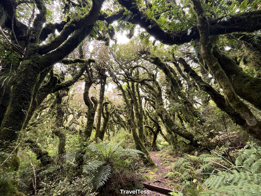 Goblin Forest Egmont National Park