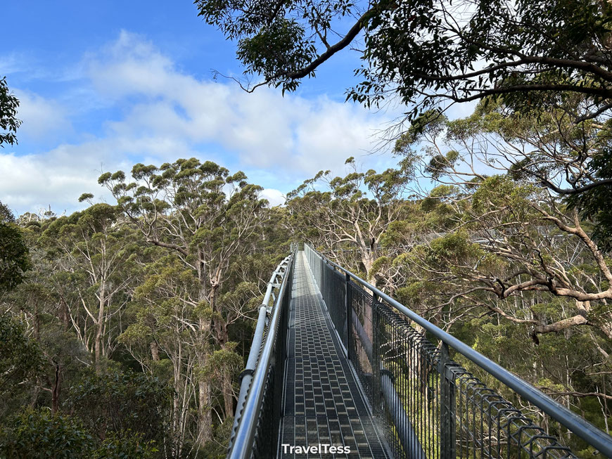 Valley of the Giants Tree Top Walk