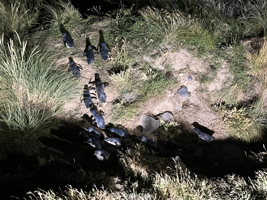 Pinguins Otago