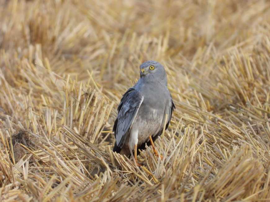 Wiesenweihen Männchen rastet nach Beuteflug © Ralph Sturm