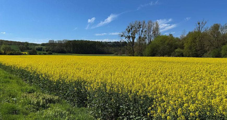 Ein Blick über ein Rapsfeld mit Bäumen im Hintergrund