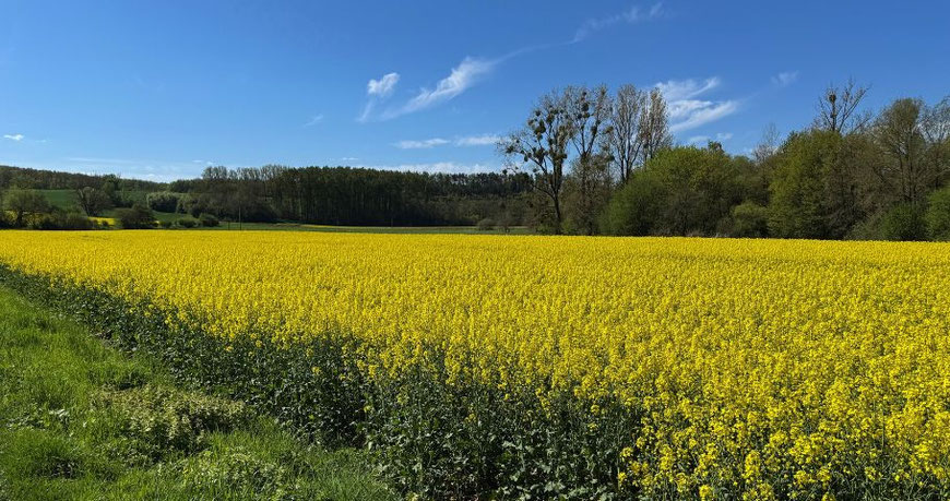 Weites Rapsfeld als Symbol für den eigenen Weg als Tochter, auch wenn Mama immer alles besser weiß