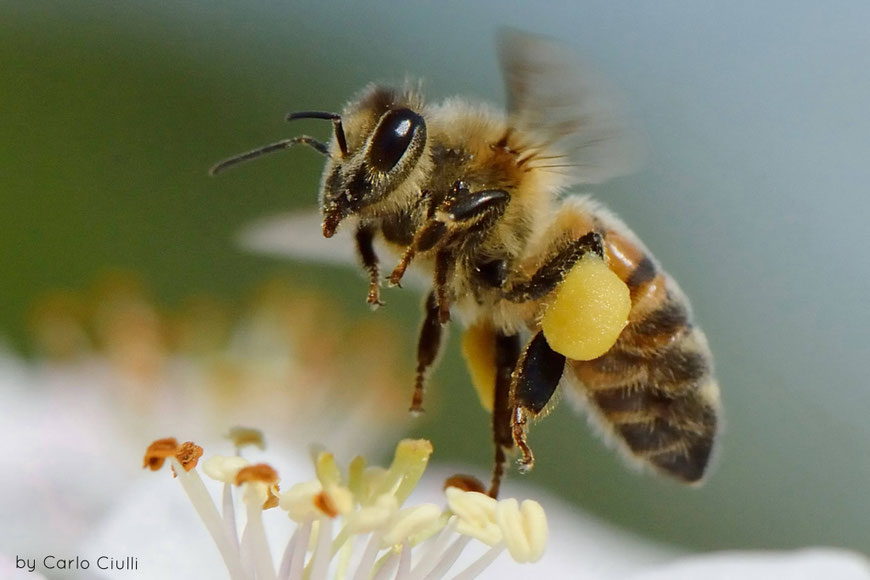 APIWELT Imkereibedarf - Ihr Partner, spezialisiert auf Herstellung von Wabenhonigsystemen