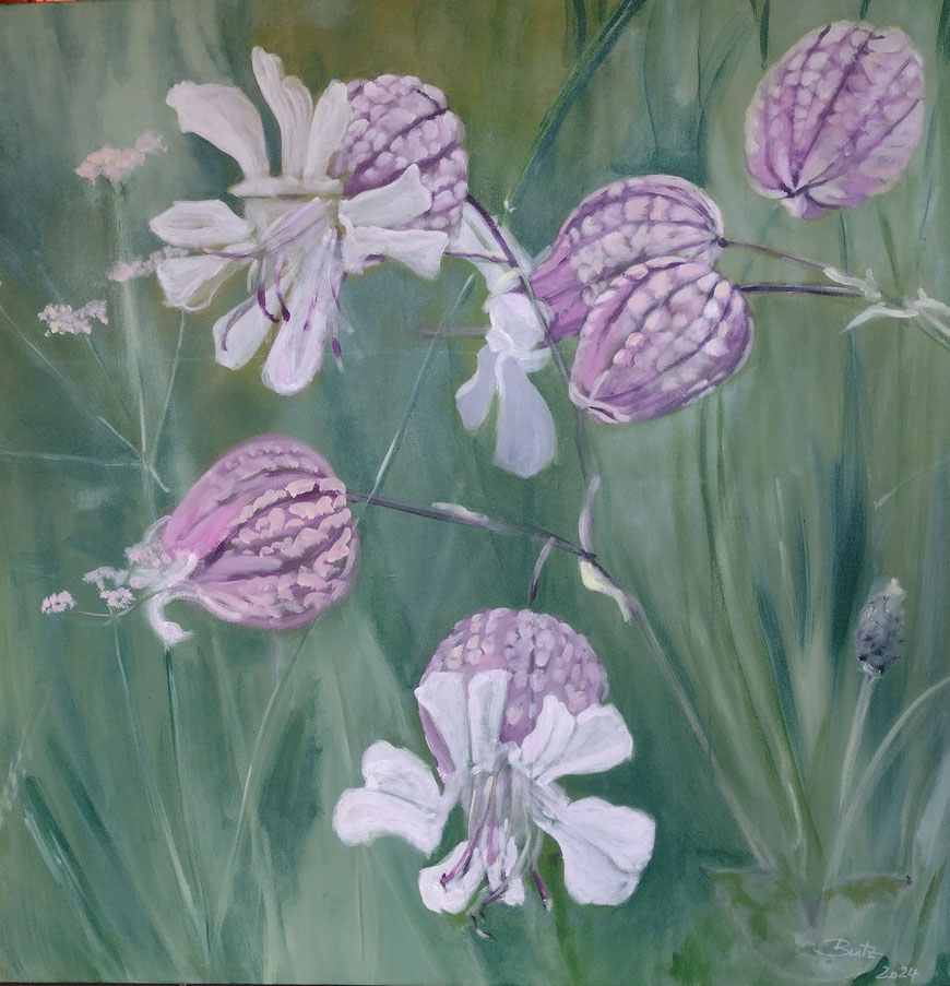 Taubenkropf-Leimkraut, Silene vulgaris