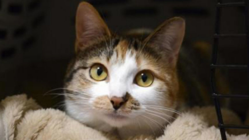 ペット探偵キャッツアイ　迷子猫　迷い猫　迷子猫捜索隊キャッツアイ　猫が隠れる場所