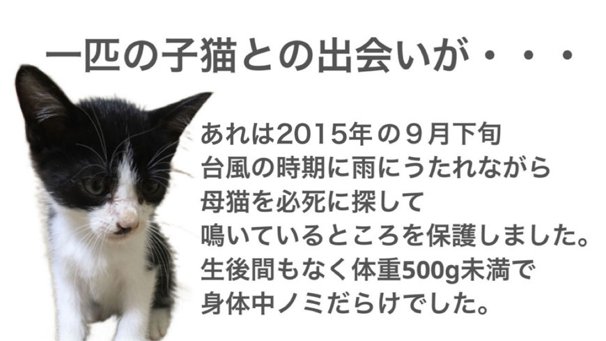 ペット探偵　迷子猫　迷い猫　捜索隊　キャッツアイ　
