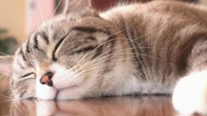 ペット探偵キャッツアイ　迷子猫捜索隊　捜索の流れ