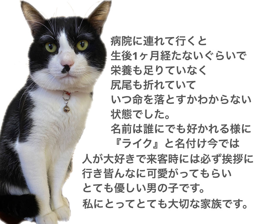 ペット探偵キャッツアイ　