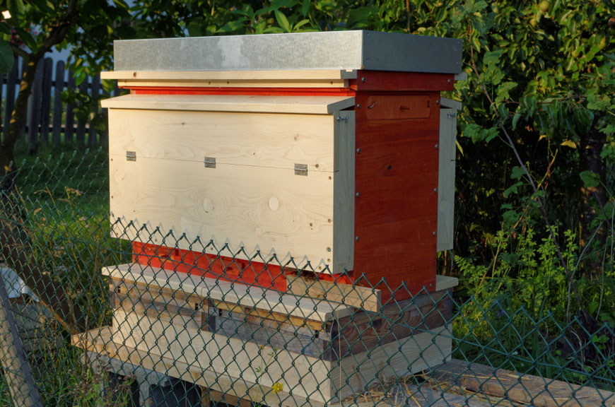 Isolierte Mellifera-Einraumbeute