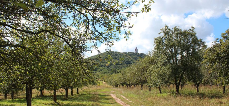 Goldene Aue, Tilleda, Kyffhäuser, Kyffhäuser-Denkmal, Obstwiesen, Streuobstwiesen, Williams Christ, Kaiser Wilhelm, Rote Sternrenette