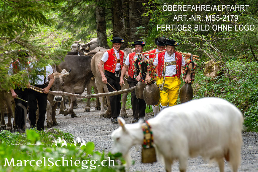 Leinwandbild-Öberefahre, Appenzeller Tradition, Öberefahre, Alpaufzug, Marcel Schiegg